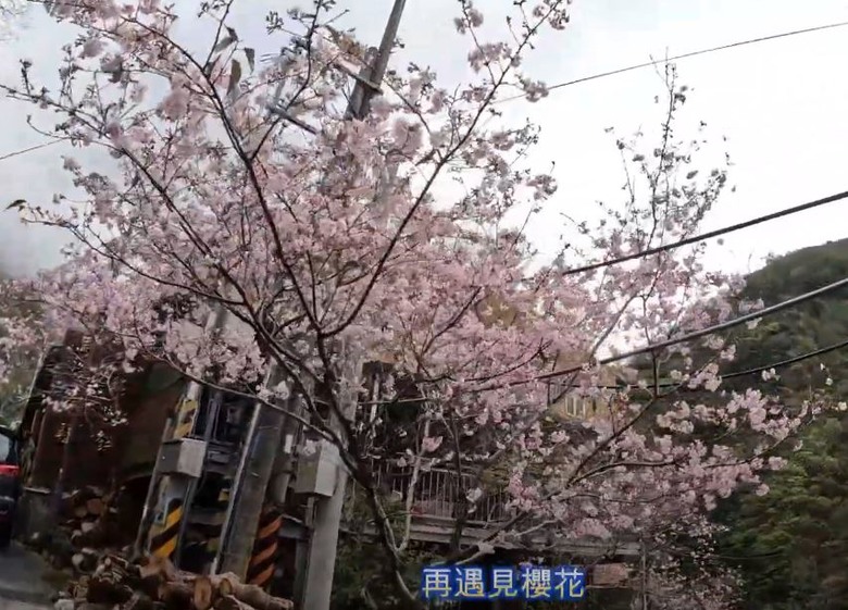 2025 櫻花勇士 - 挑戰極限 馳騁櫻花海