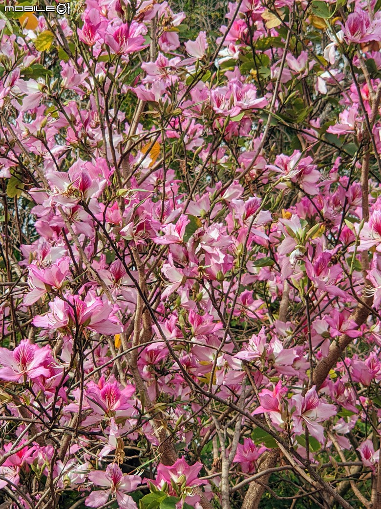 黃花風鈴木 台南市東區林森路二段 03/15
