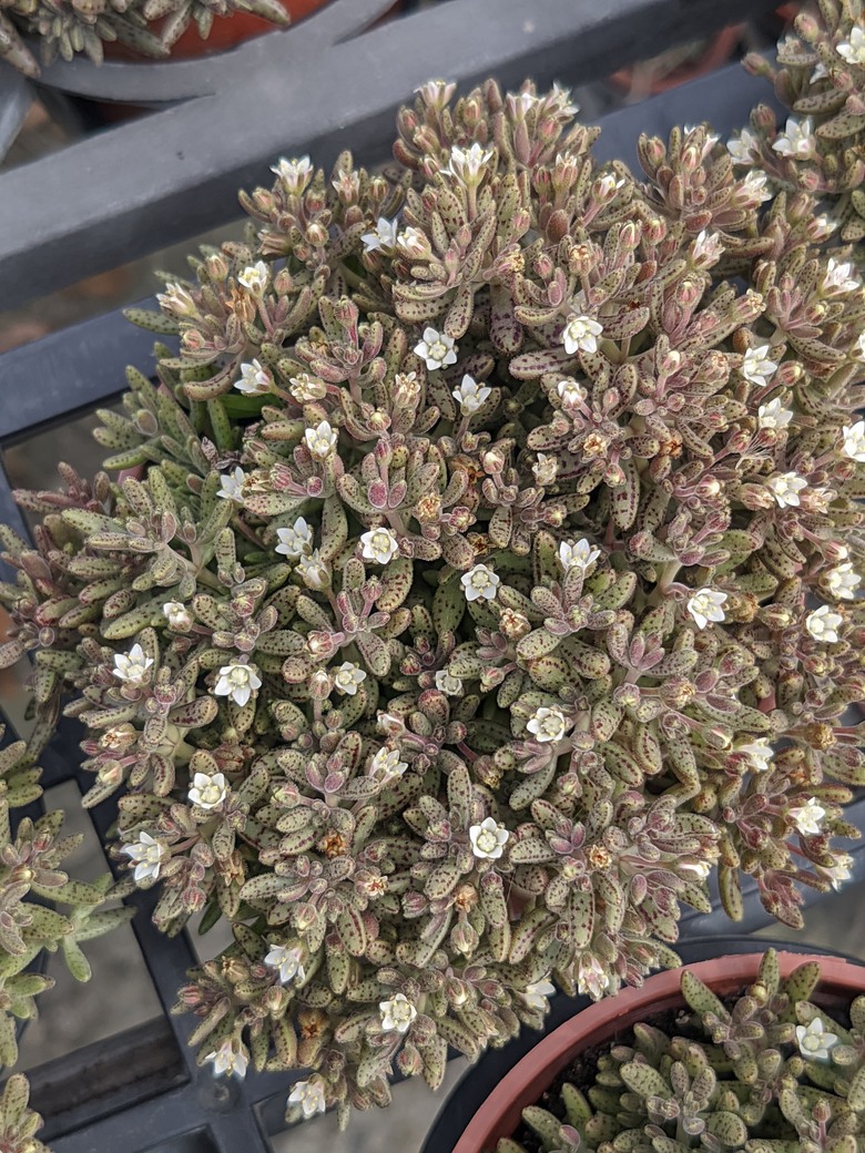 多肉植物開花 台南市歸仁區七甲花卉區 03/15