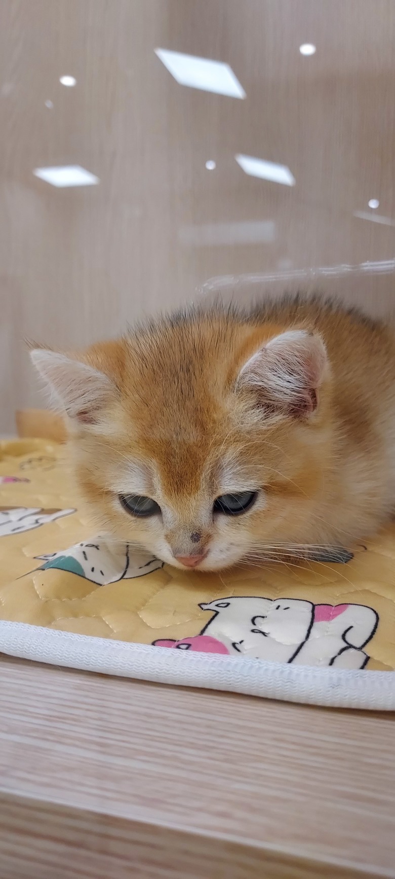 美術館LAP寵物咖啡