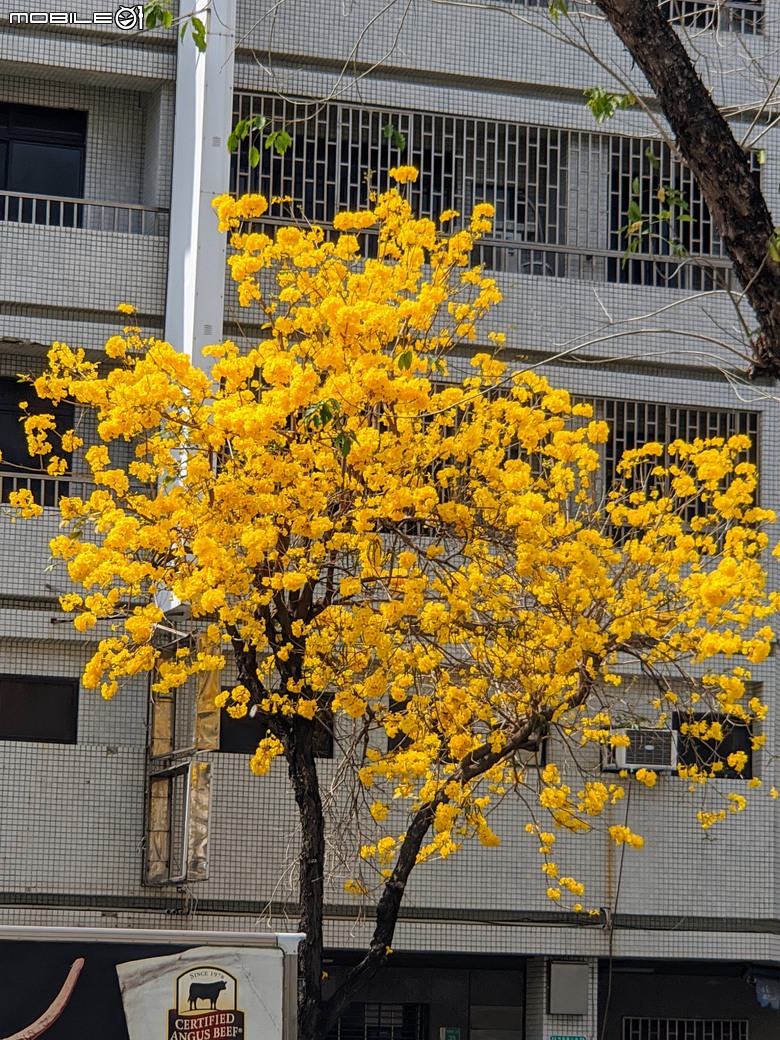 黃花風鈴木 台南市東區林森路二段 03/15
