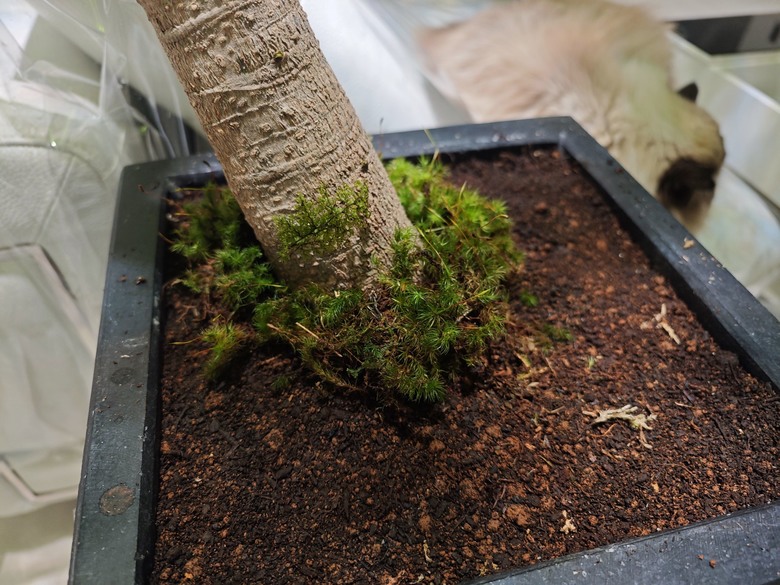 [分享] 盆栽綠化再綠化 - 苔蘚初體驗