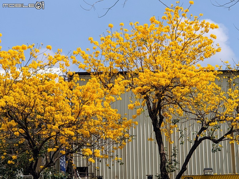 黃花風鈴木 台南市東區林森路二段 03/15