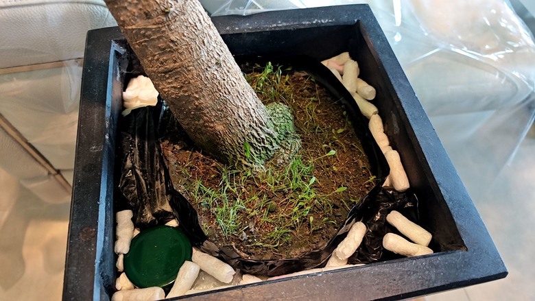 [分享] 盆栽綠化再綠化 - 苔蘚初體驗