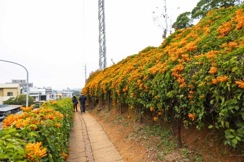2025中部炮仗花懶人包!5處人氣壯觀花海 帶你看盡橘紅花瀑
