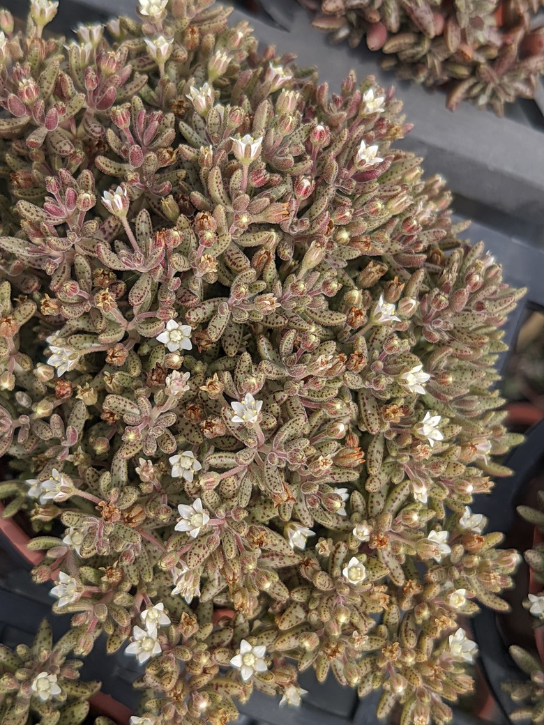 多肉植物開花 台南市歸仁區七甲花卉區 03/15