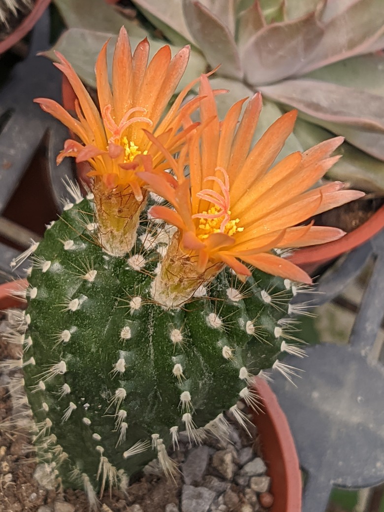 多肉植物開花 台南市歸仁區七甲花卉區 03/15