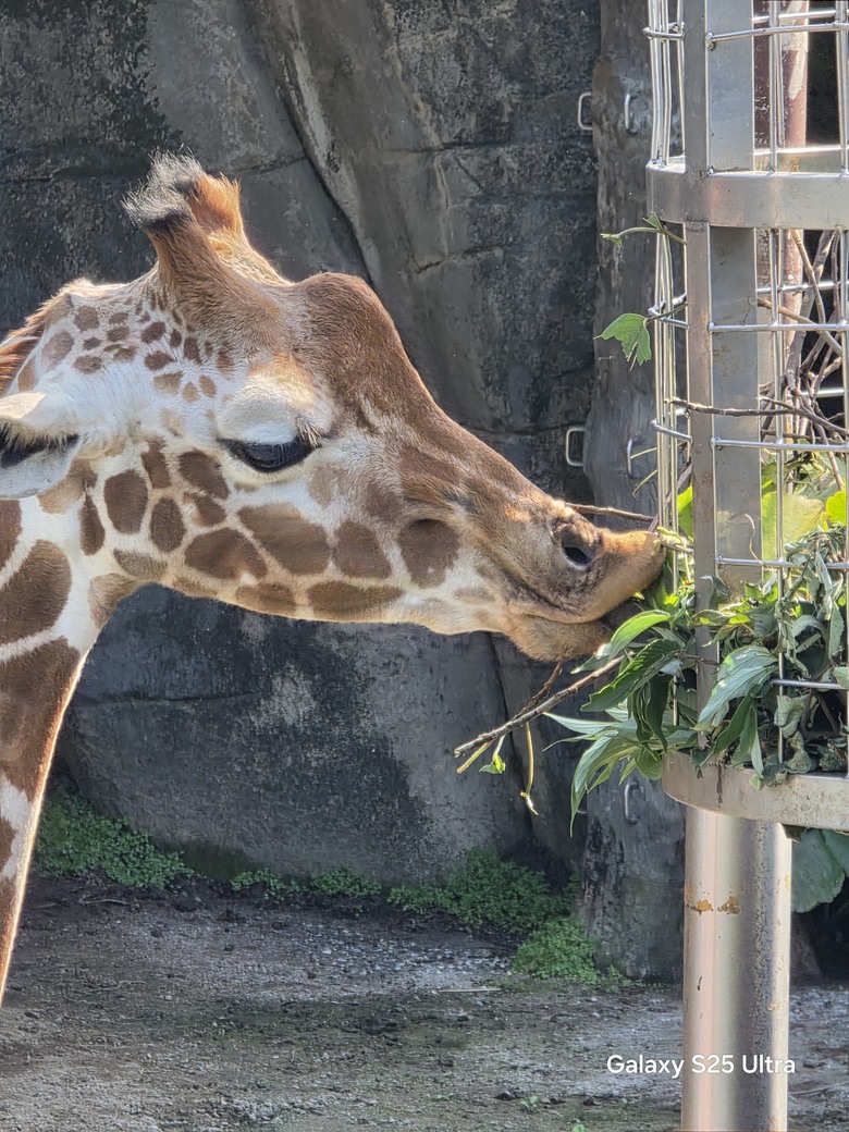 X200 Pro 動物園攝影心得feat. S25 Ultra