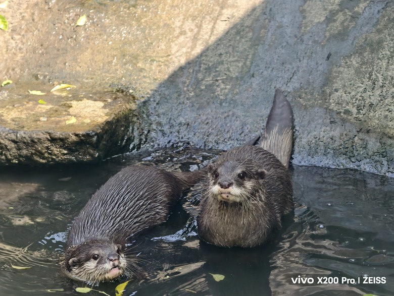 X200 Pro 動物園攝影心得feat. S25 Ultra