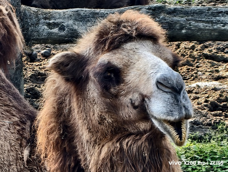 X200 Pro 動物園攝影心得feat. S25 Ultra