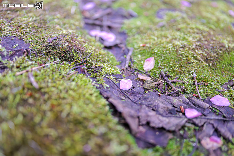 用RF24mm f/1.4L VCM拍下粉紅櫻花林，超夢幻！