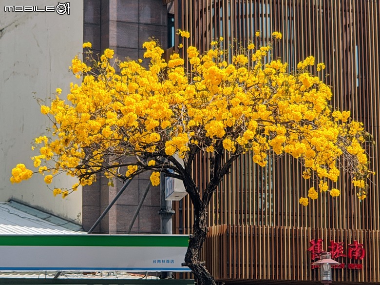 黃花風鈴木 台南市東區林森路二段 03/15