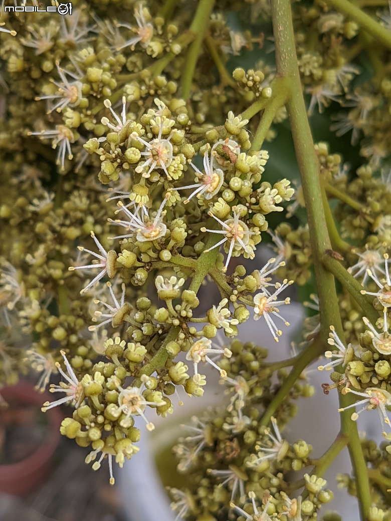 黃花風鈴木 台南市東區林森路二段 03/15