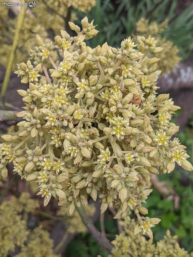 黃花風鈴木 台南市東區林森路二段 03/15