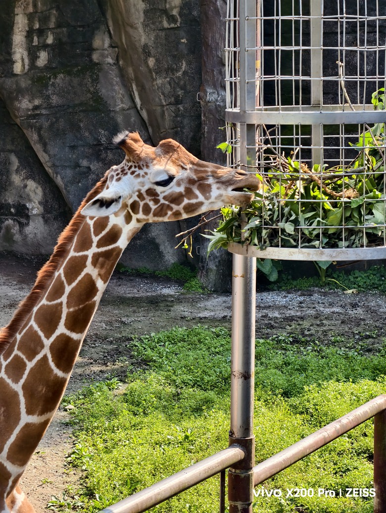 X200 Pro 動物園攝影心得feat. S25 Ultra
