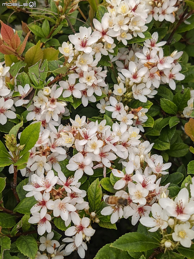黃花風鈴木 台南市東區林森路二段 03/15