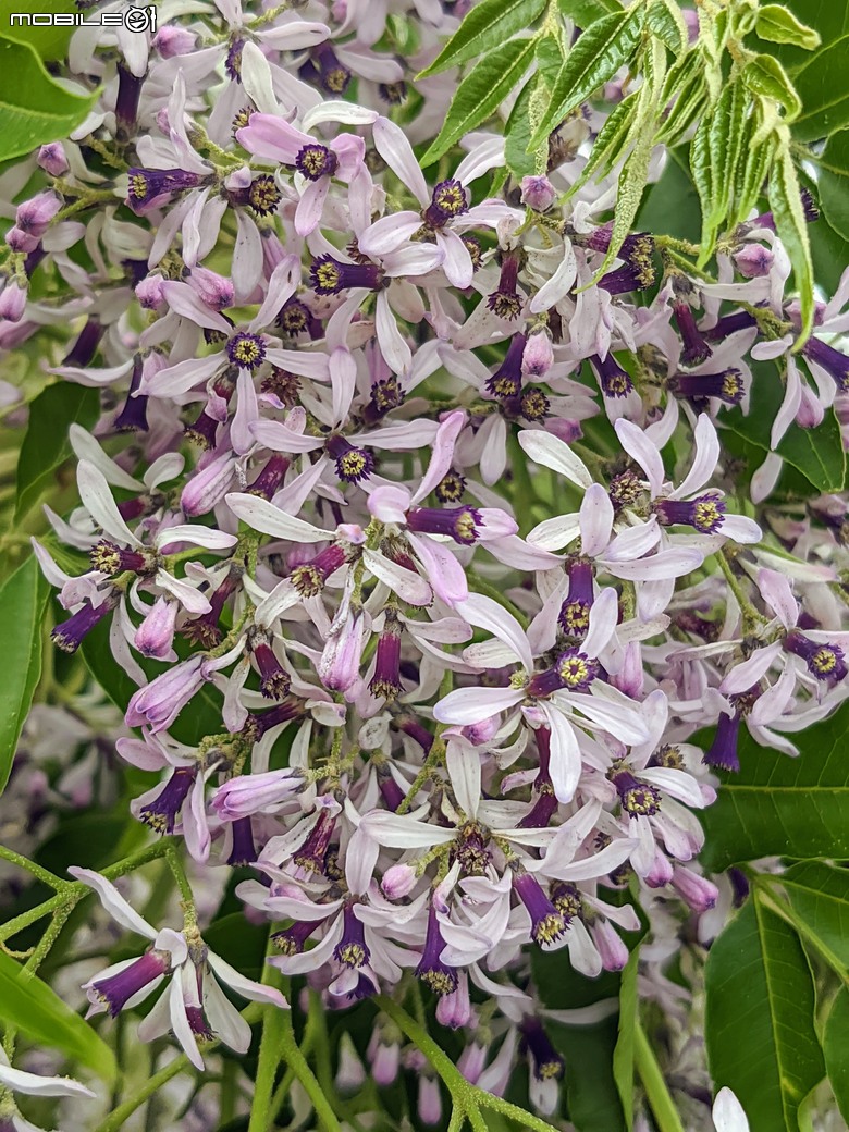 黃花風鈴木 台南市東區林森路二段 03/15