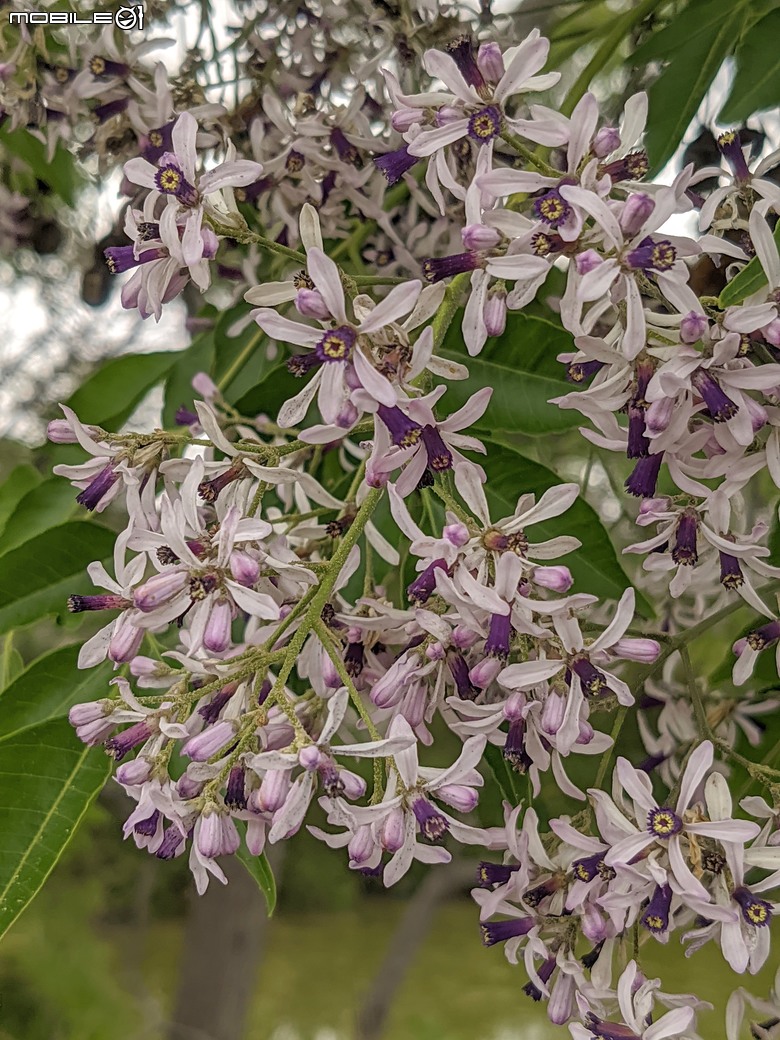 黃花風鈴木 台南市東區林森路二段 03/15