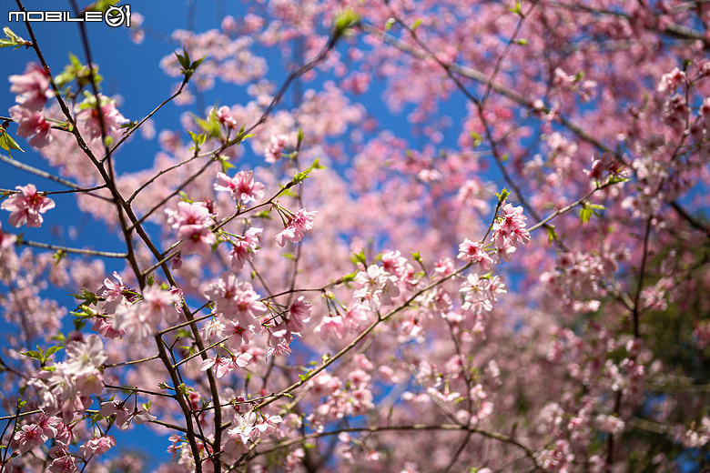 用RF24mm f/1.4L VCM拍下粉紅櫻花林，超夢幻！