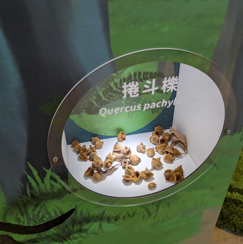 【不是遊記 - 16】別有一種意思的玉里 -- 橋頭臭豆腐、黑熊教育館、車站二樓瑞蓮咖啡