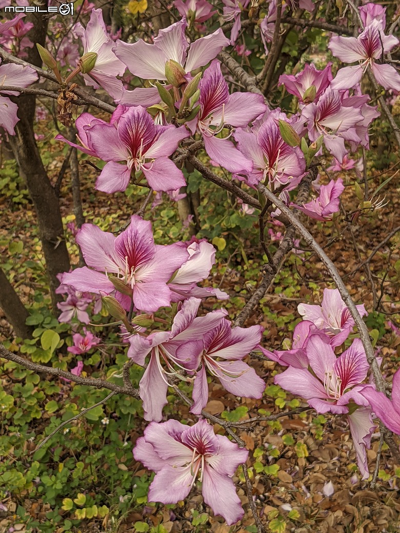 黃花風鈴木 台南市東區林森路二段 03/15