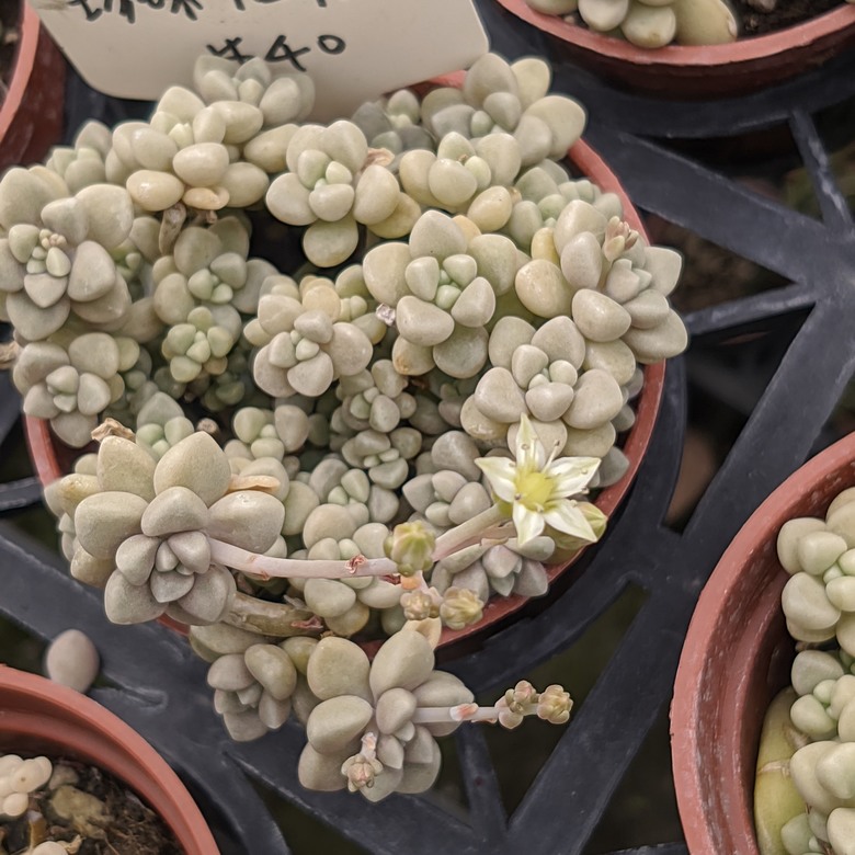 多肉植物開花 台南市歸仁區七甲花卉區 03/15