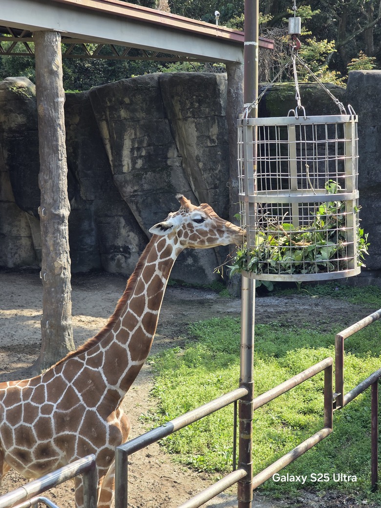 X200 Pro 動物園攝影心得feat. S25 Ultra