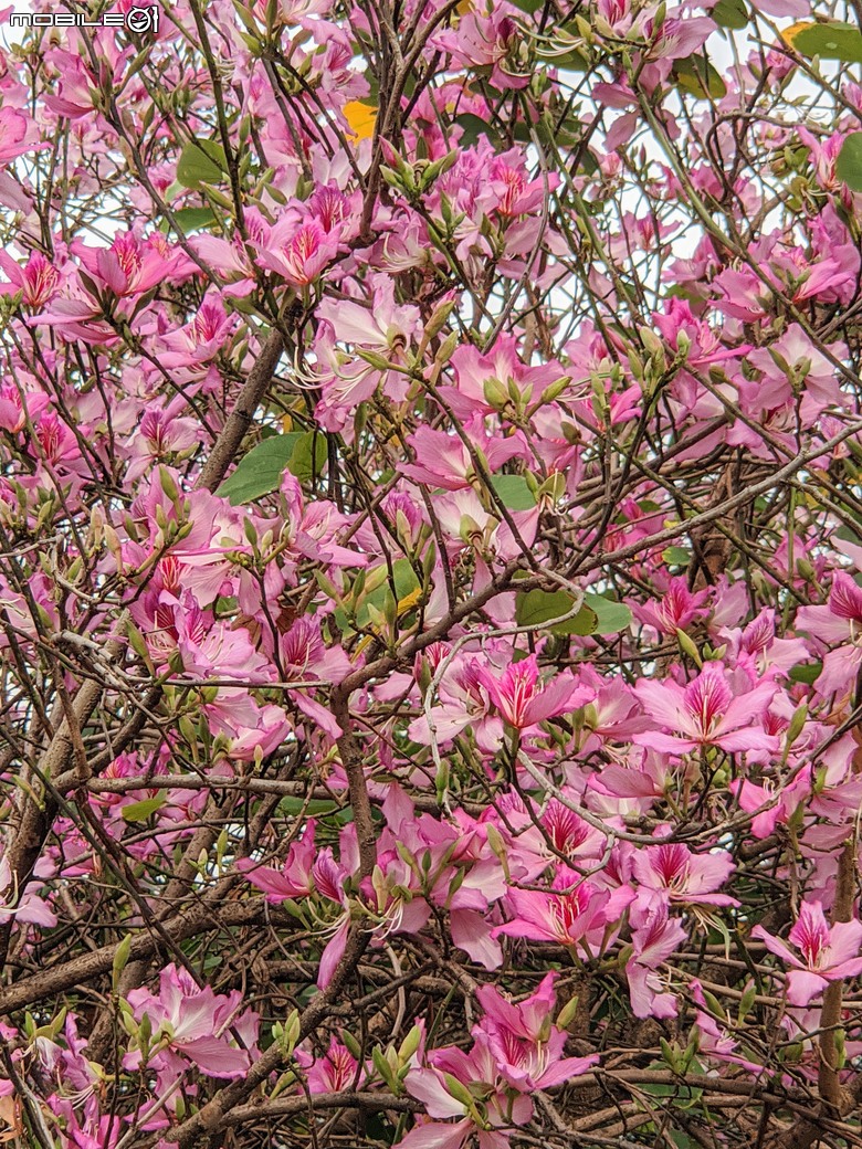黃花風鈴木 台南市東區林森路二段 03/15