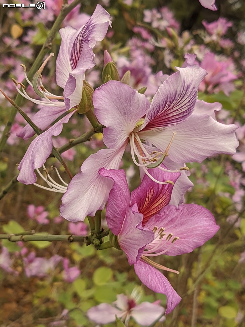 黃花風鈴木 台南市東區林森路二段 03/15