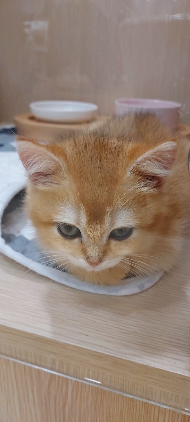 美術館LAP寵物咖啡