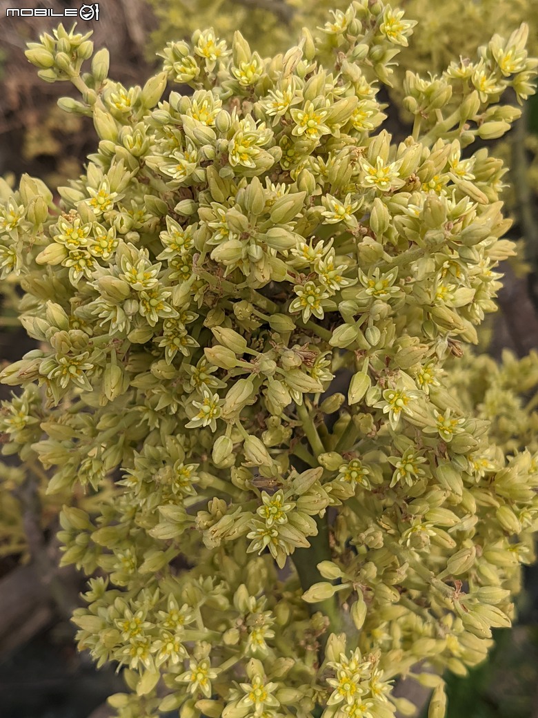 黃花風鈴木 台南市東區林森路二段 03/15