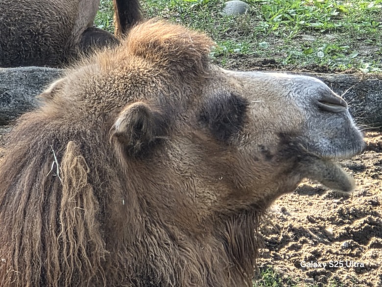 X200 Pro 動物園攝影心得feat. S25 Ultra