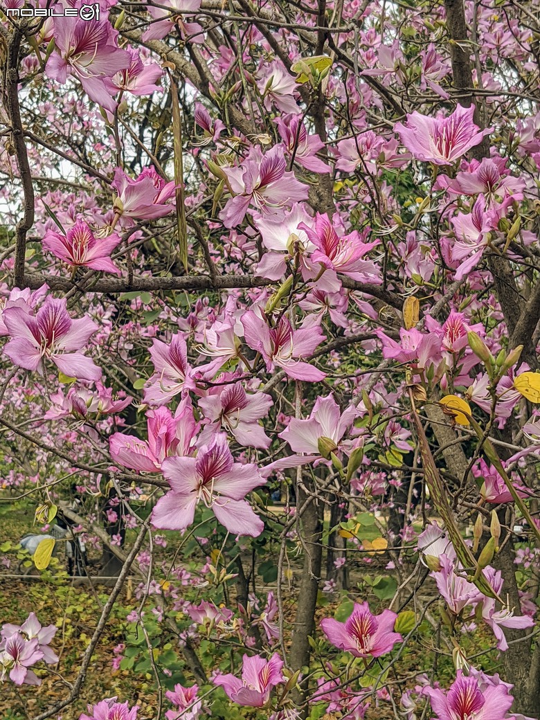 黃花風鈴木 台南市東區林森路二段 03/15