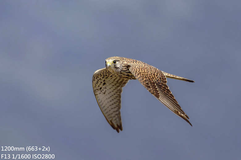 長焦Part3- 尼康Z600 f/6.3 VS Z400 f/4.5 Z180-600+ZTC畫質比較