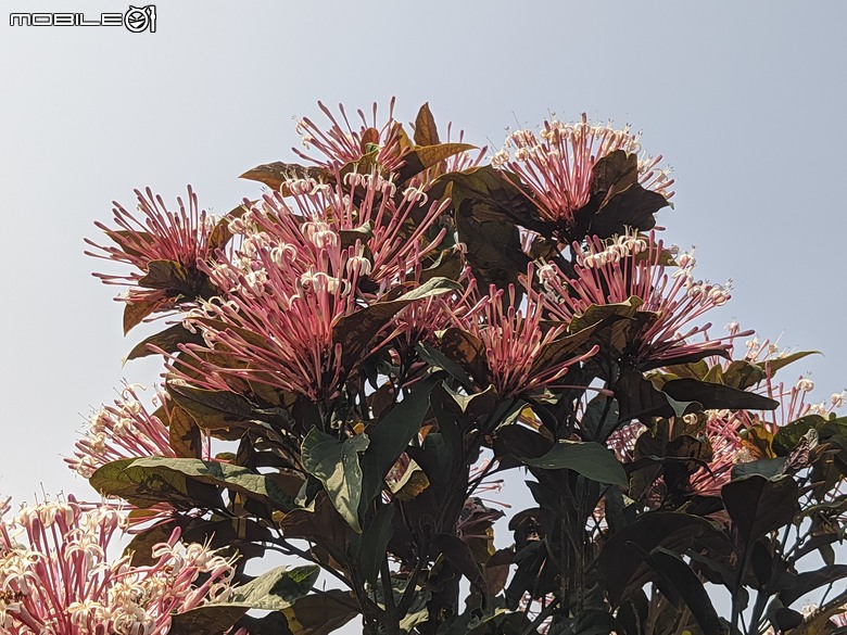 紅千層+玉米+紅絨球+煙火花 台南市新市區新市生態休閒公園 03/08