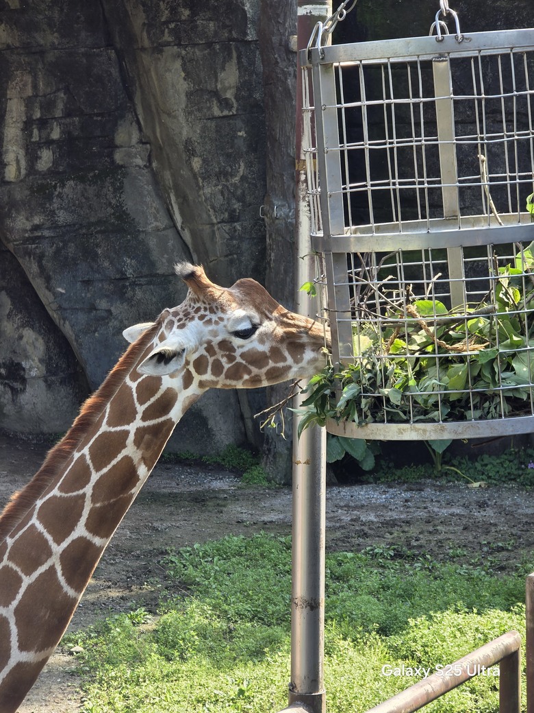 X200 Pro 動物園攝影心得feat. S25 Ultra