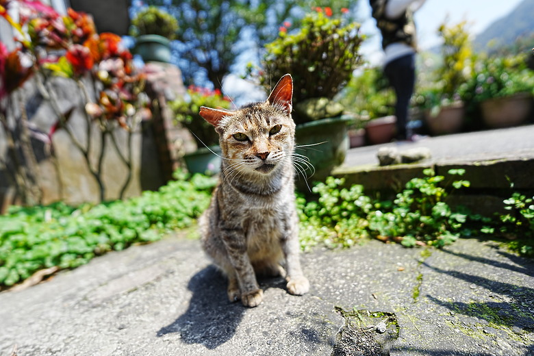Sony FE 16mm f/1.8 G 評測報告｜輕巧多工超廣角、多一顆也無妨！