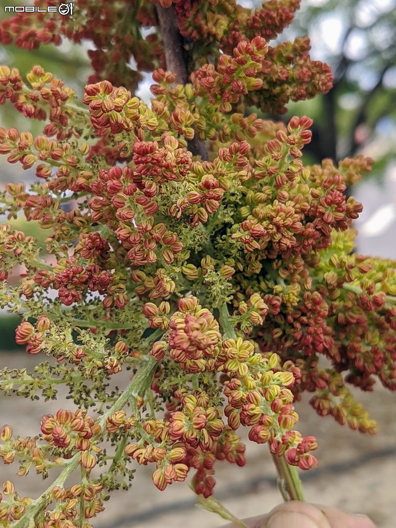 黃花風鈴木 台南市東區林森路二段 03/15