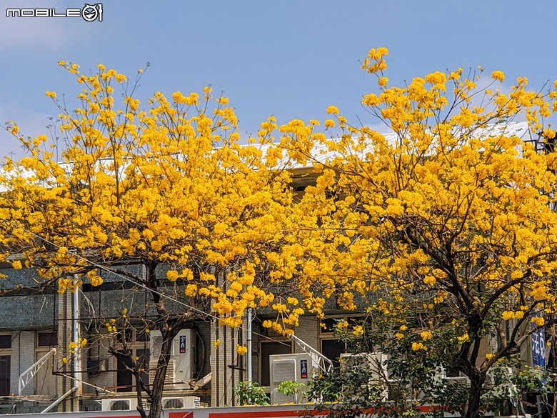 黃花風鈴木 台南市東區林森路二段 03/15