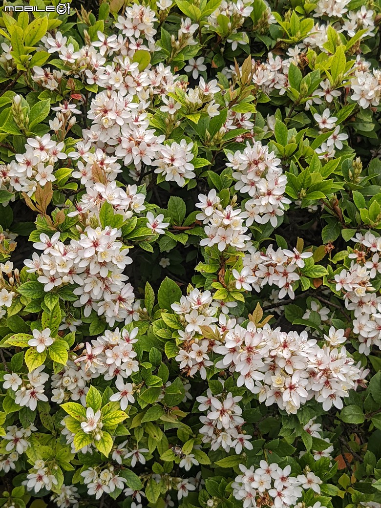 黃花風鈴木 台南市東區林森路二段 03/15