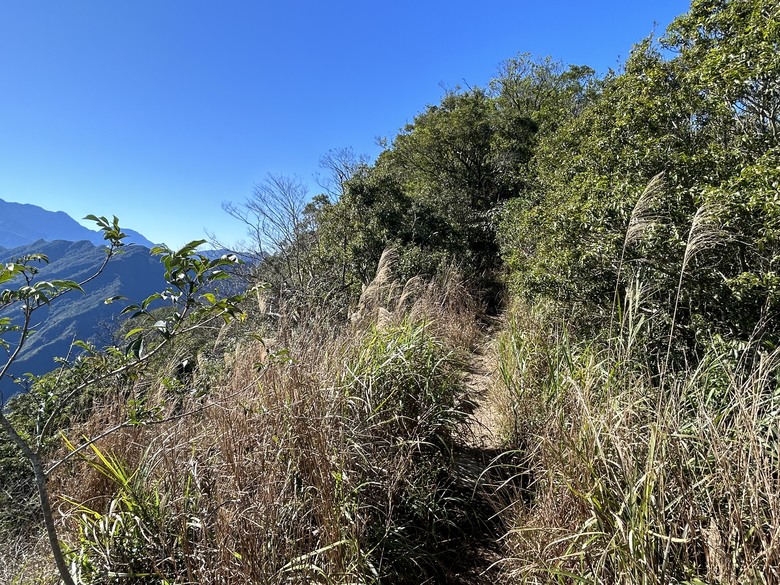 登德文觀望山尋找「吊人樹」之旅