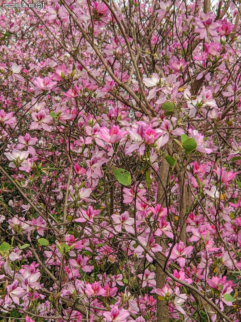 黃花風鈴木 台南市東區林森路二段 03/15