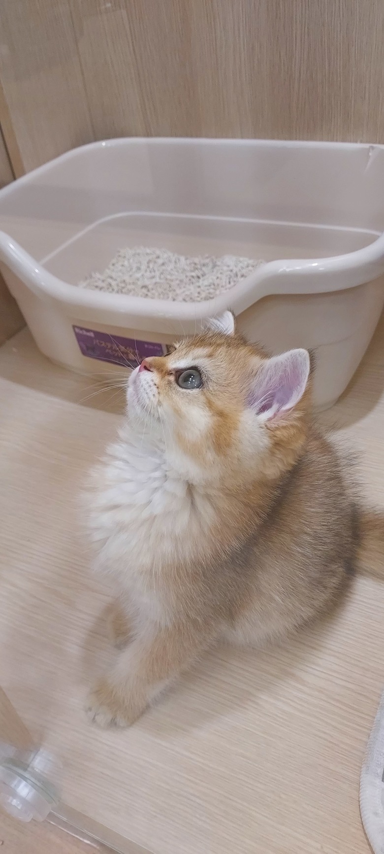 美術館LAP寵物咖啡