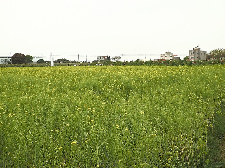 2025學甲蜀葵花文化節、新營波光節與2024 漫月美行動，附掛清安意麵與銀峰冰菓室 — 北臺南藝文活動大彙集