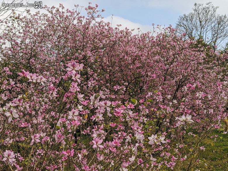 黃花風鈴木 台南市東區林森路二段 03/15