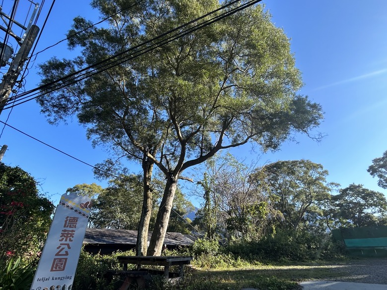 登德文觀望山尋找「吊人樹」之旅