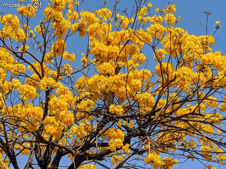 黃花風鈴木 台南市東區林森路二段 03/15
