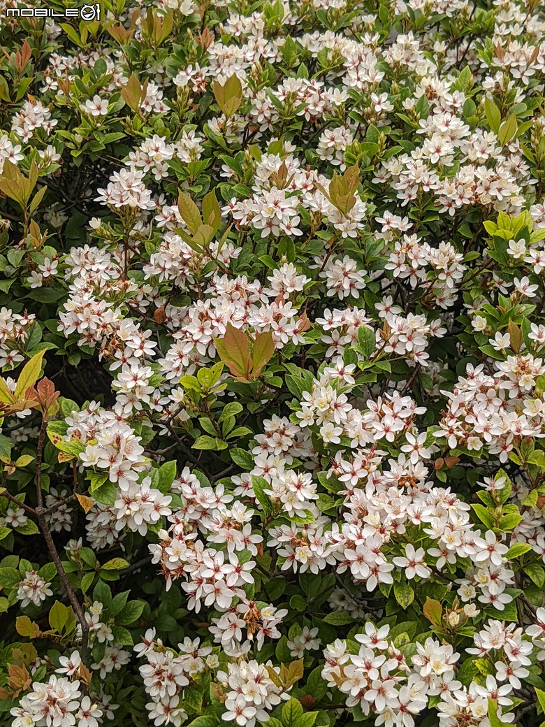 黃花風鈴木 台南市東區林森路二段 03/15