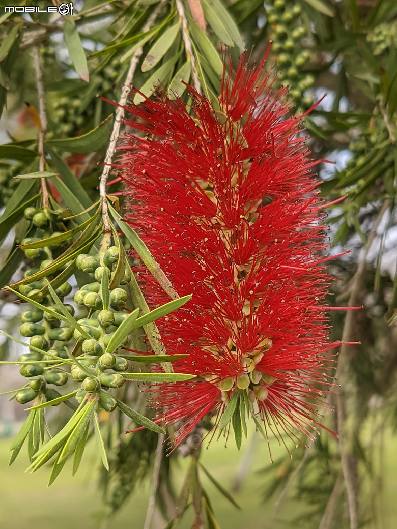 紅千層+玉米+紅絨球+煙火花 台南市新市區新市生態休閒公園 03/08