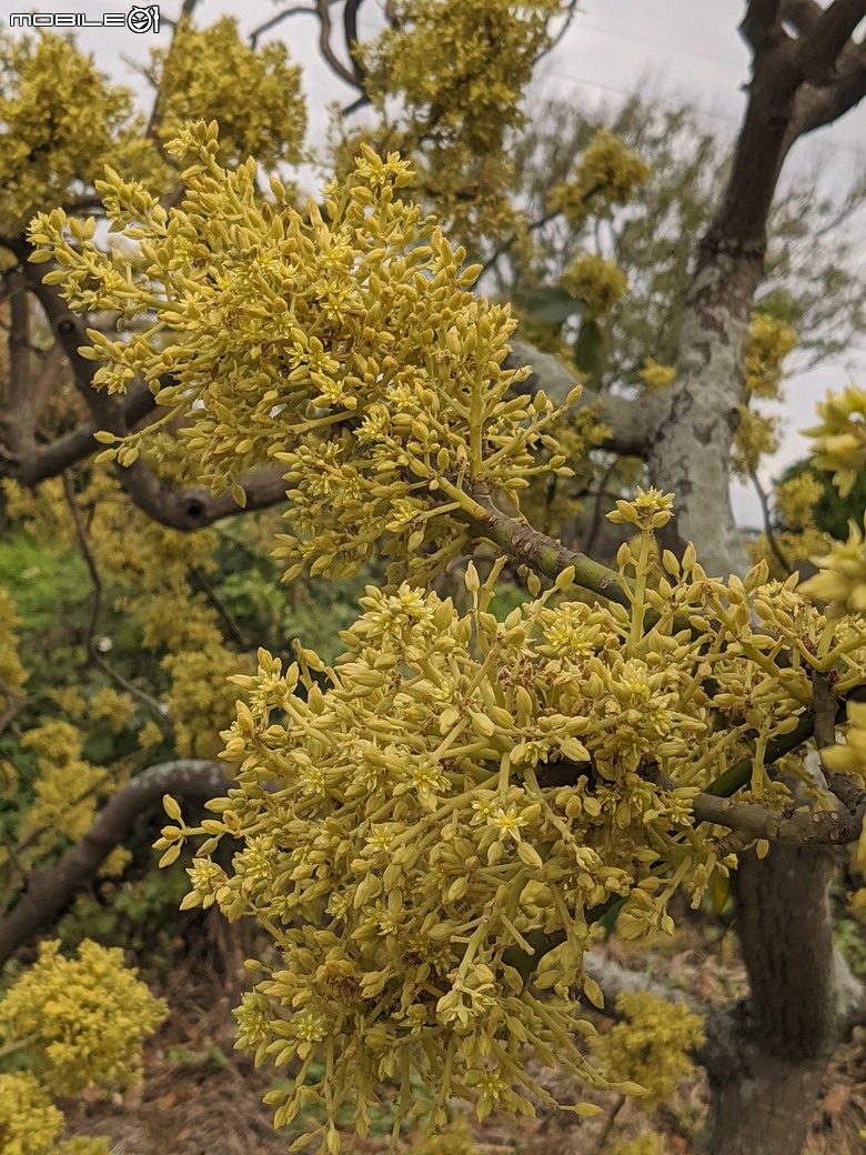 黃花風鈴木 台南市東區林森路二段 03/15
